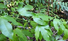 Passiflora mayarum