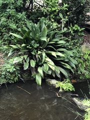 Aspidistra