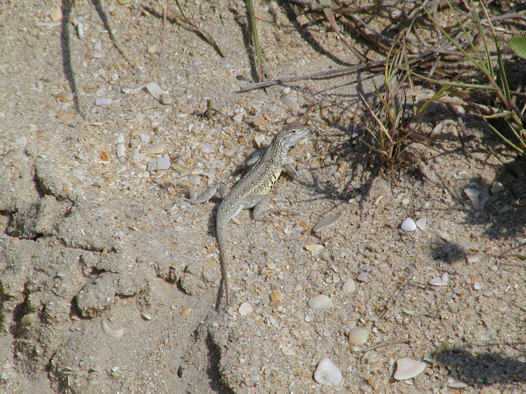Keel-scaled Earless Lizard
