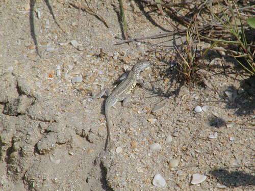 Keel-scaled Earless Lizard