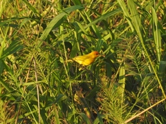 Sicalis columbiana