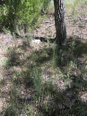 Tridens albescens