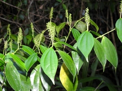Piper neesianum