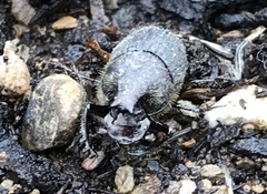 Onthophagus hecate