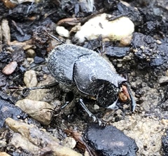 Onthophagus hecate