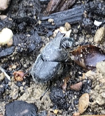 Onthophagus hecate