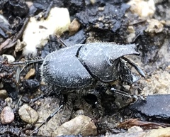 Onthophagus hecate