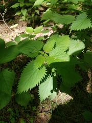 Urtica dioica dioica