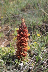 Orobanche anatolica