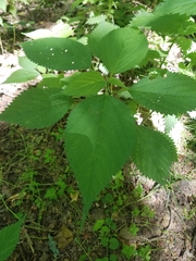 Urtica dioica dioica