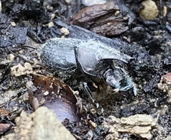 Onthophagus hecate