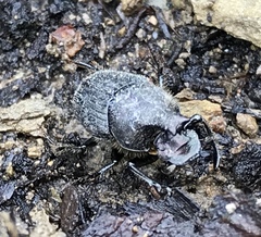 Onthophagus hecate