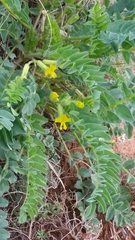 Astragalus wolgensis