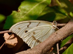 Morpho polyphemus polyphemus