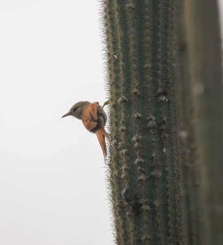 Grey-headed Spinetail (Cranioleuca semicinerea), photo 10