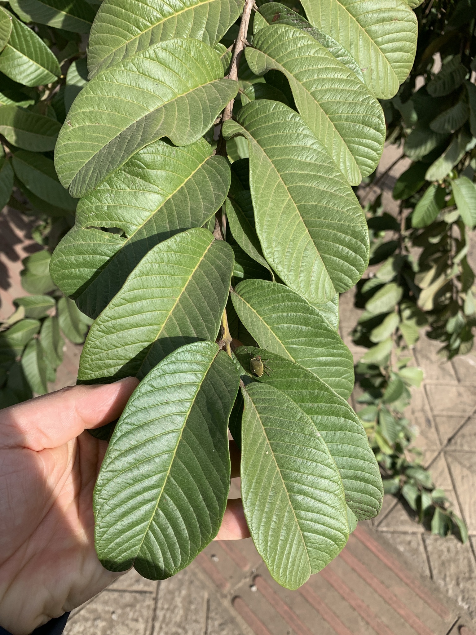 Psidium guajava
