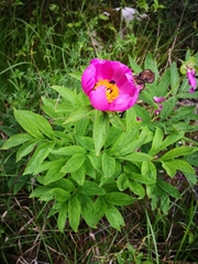 Paeonia officinalis