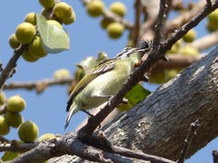Pogoniulus chrysoconus