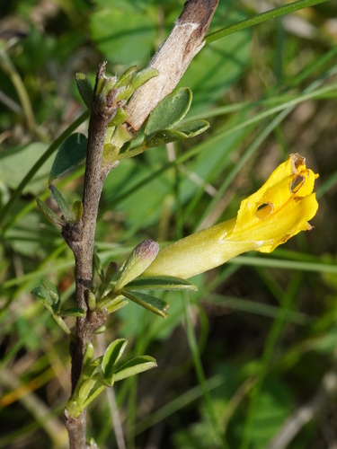 Image of Chamaecytisus ratisbonensis by (c) Patrick Hacker, some rights reserved (CC BY)