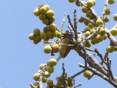 Pogoniulus chrysoconus