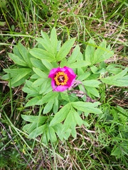 Paeonia officinalis