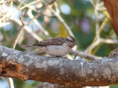 Gymnoris superciliaris