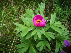 Paeonia officinalis