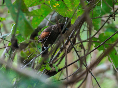 Red-shouldered Spinetail (Synallaxis hellmayri), photo 4