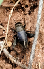 Gryllus veletis