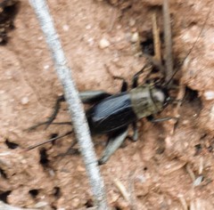 Gryllus veletis