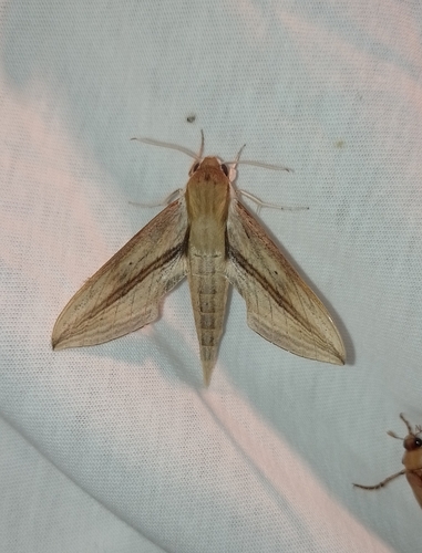 Xylophanes turbata (Xylophanes turbata)