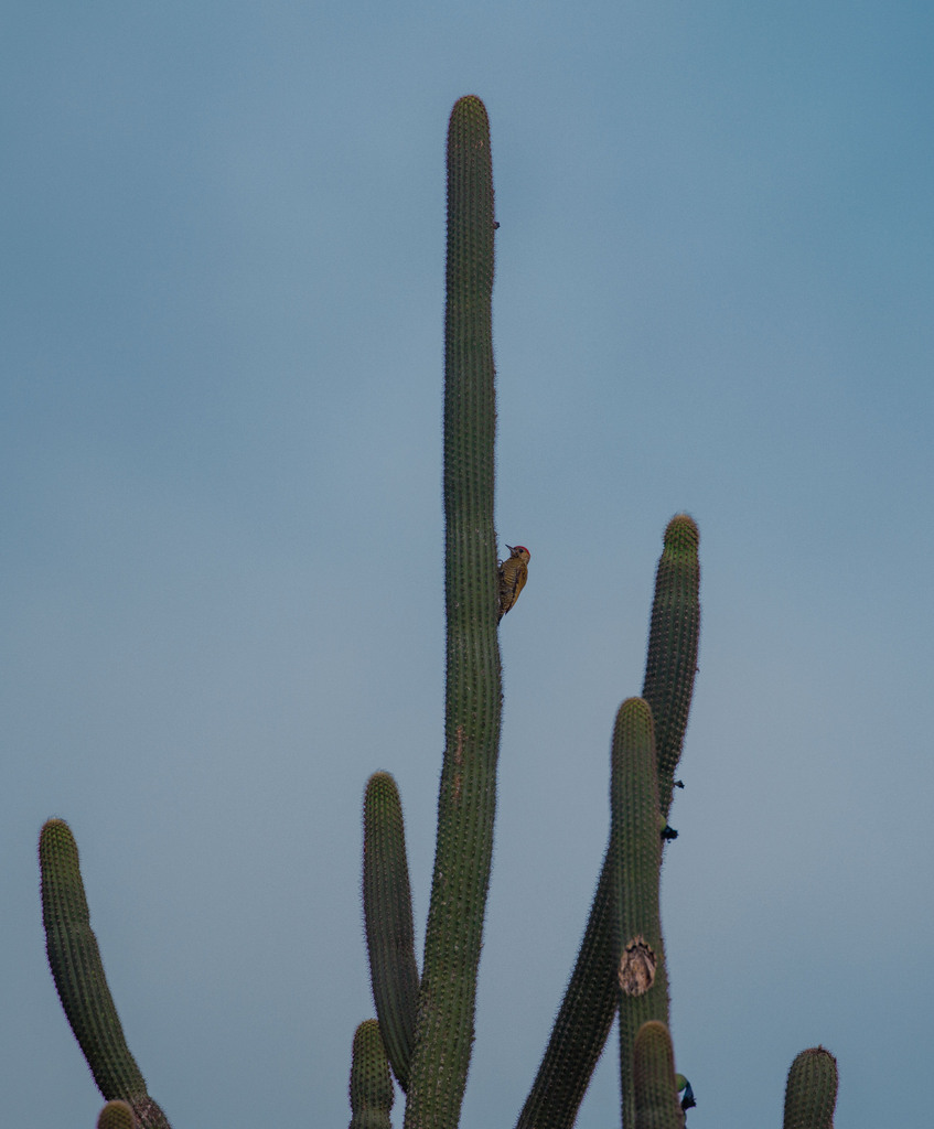 Little Woodpecker