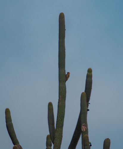Little Woodpecker