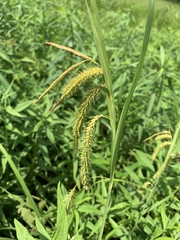 Carex gynandra