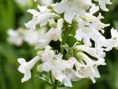 Penstemon tubaeflorus
