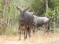 Connochaetes taurinus taurinus