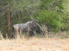 Connochaetes taurinus taurinus