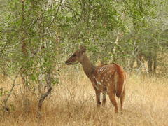 Tragelaphus sylvaticus