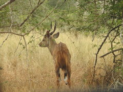 Tragelaphus sylvaticus