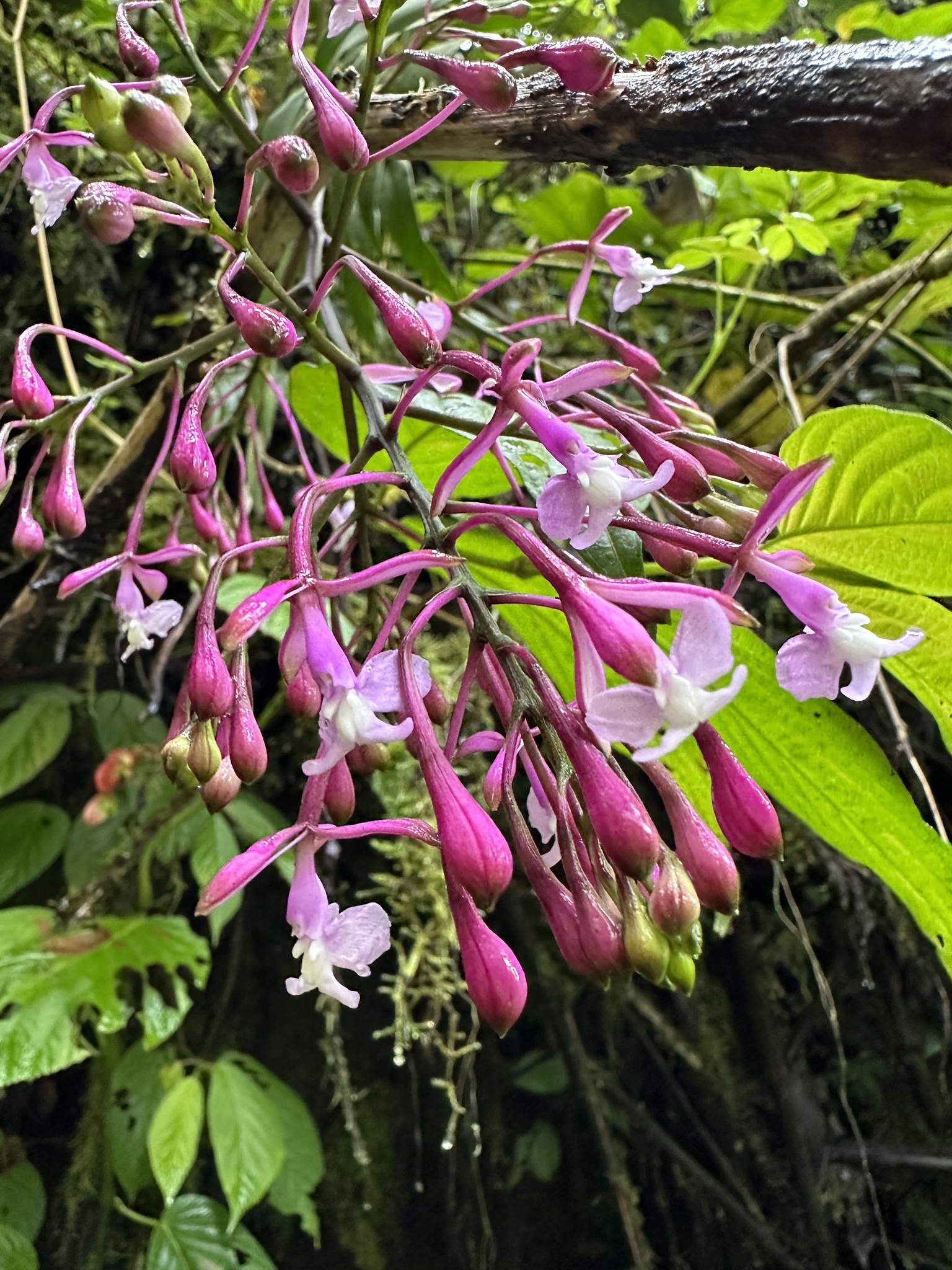 Epidendrum hypoporphyreum Hágsater, E.Santiago & E.Parra