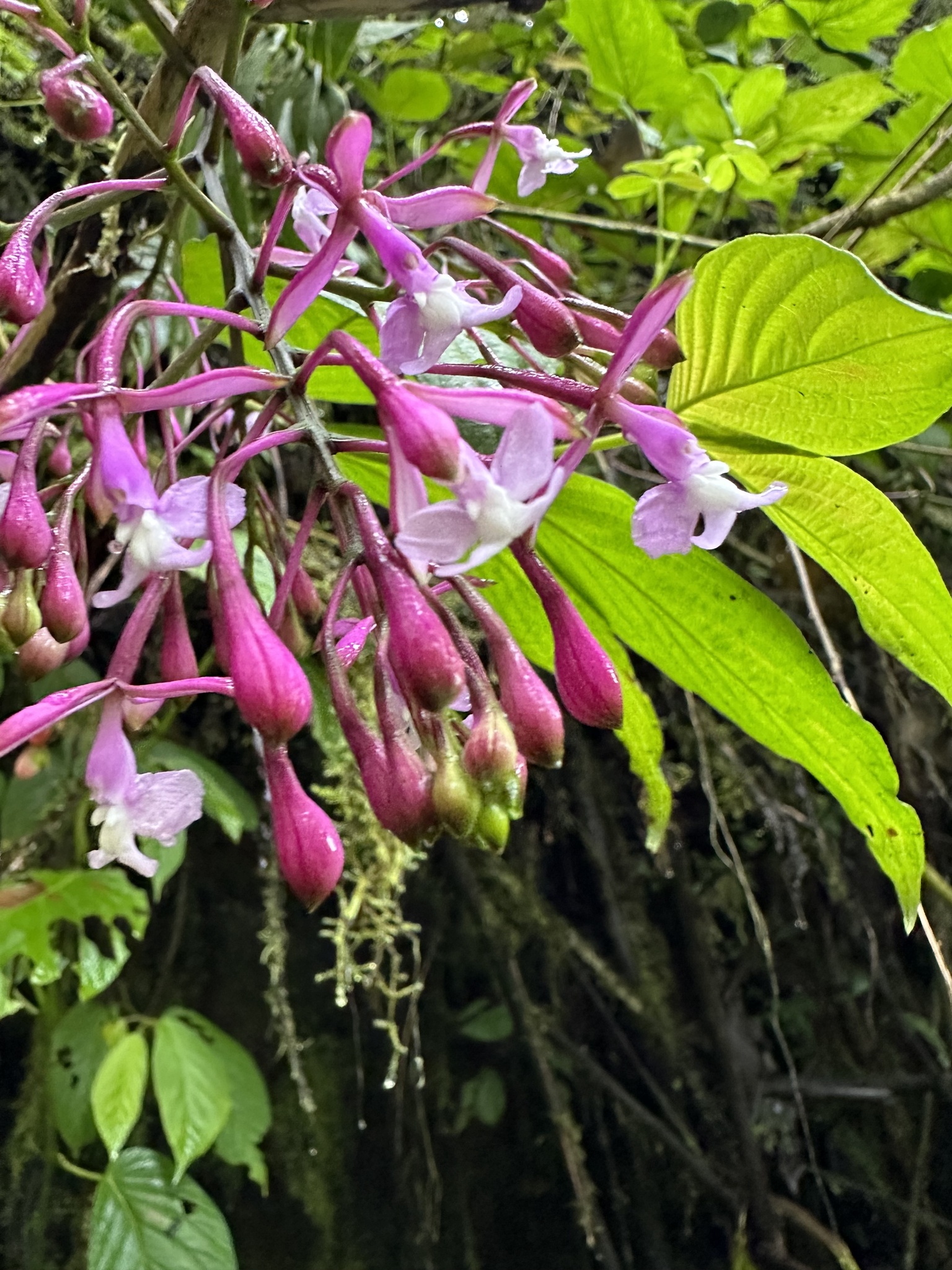 Epidendrum hypoporphyreum Hágsater, E.Santiago & E.Parra 2