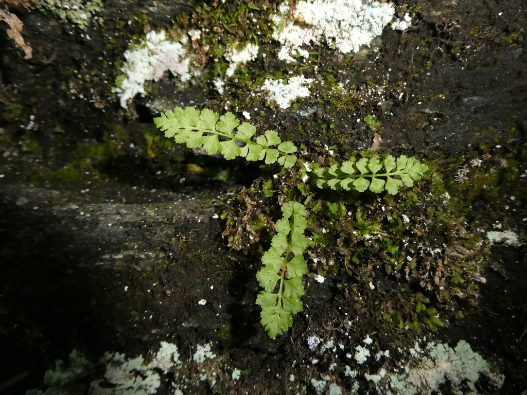 Smooth woodsia (Woodsia glabella)
