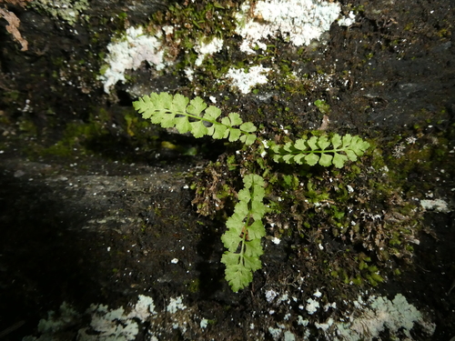 Woodsia nikkoensis iNat (3)
