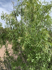 Fraxinus cuspidata