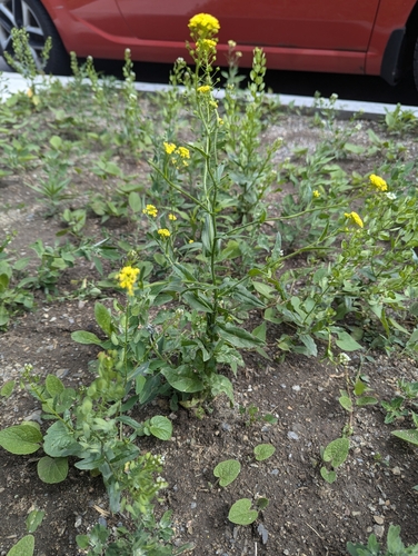 Image of Neslia paniculata by no rights reserved
