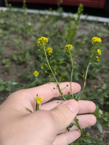 Image of Neslia paniculata by no rights reserved