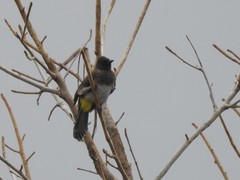 Pycnonotus barbatus