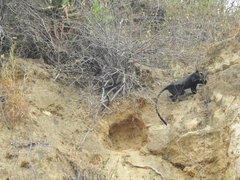 Cercopithecus mitis mitis