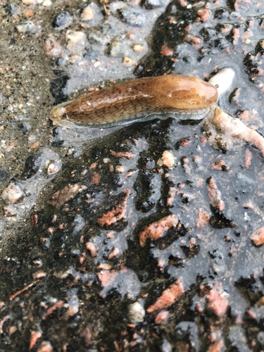 Arion fuscus