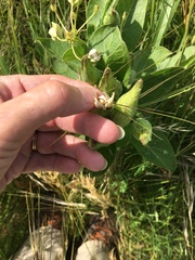 Asclepias asperula × viridis